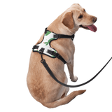 Dog Harness