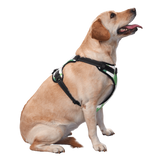 Dog Harness